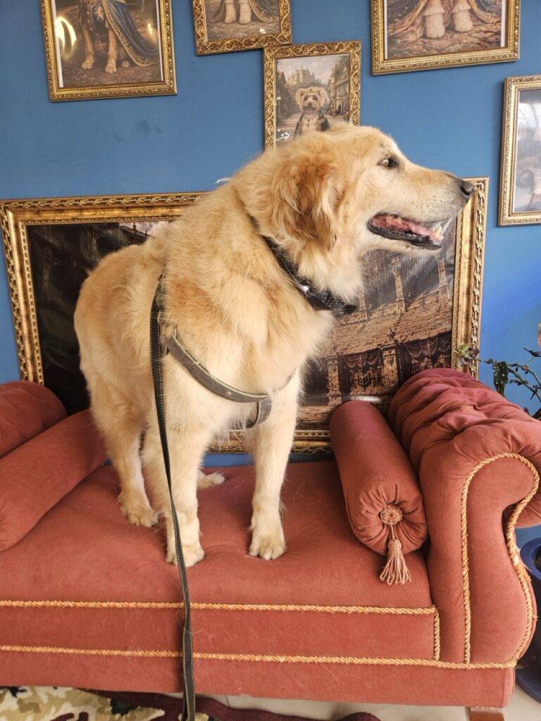 Koda na Realeza Pets, foto 9