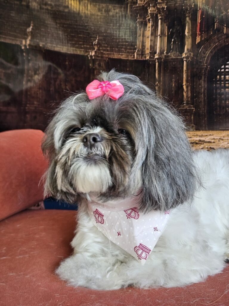 Mell na Realeza Pets, foto 31