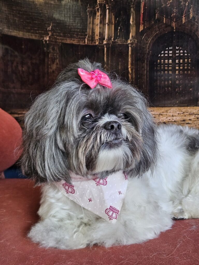 Mell na Realeza Pets, foto 32