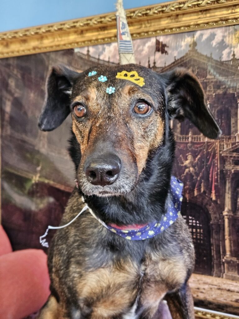Kakau na Realeza Pets, foto 21