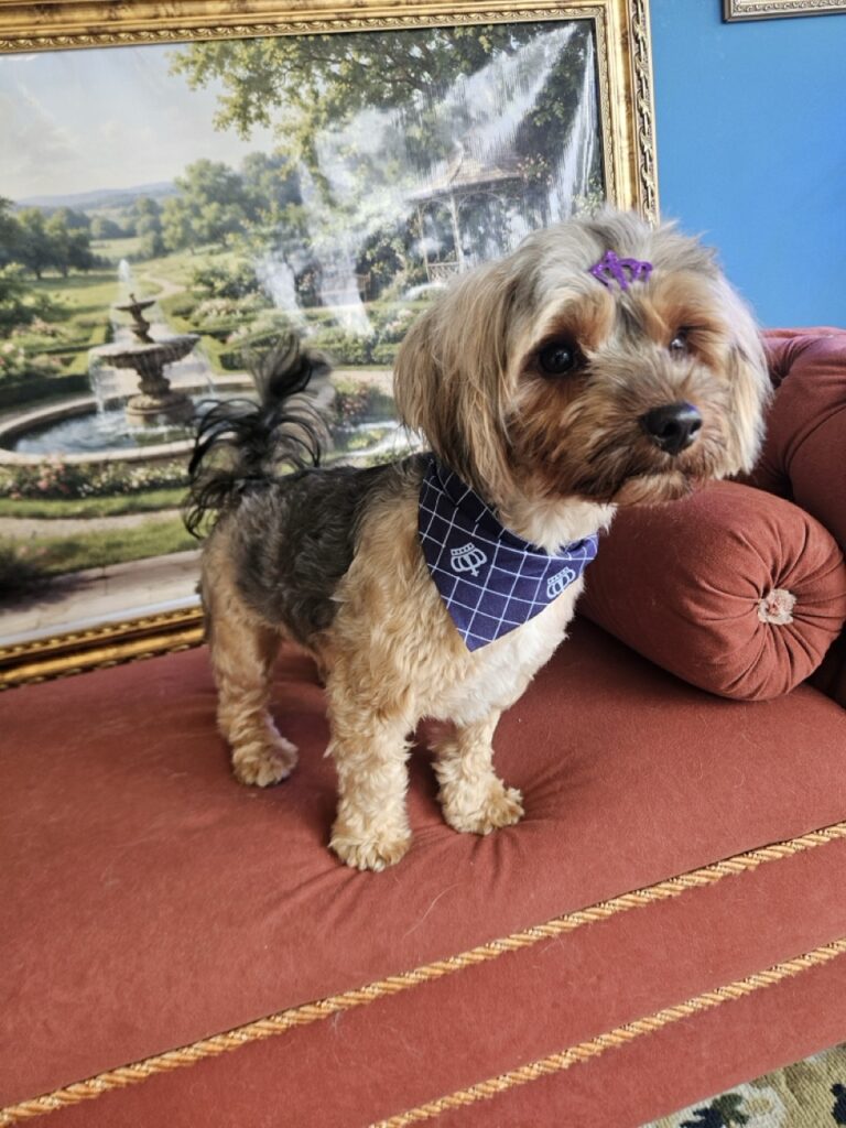 Frederico, Yorkshire atendido na Realeza Pets