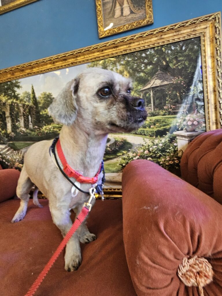 Foto de capa