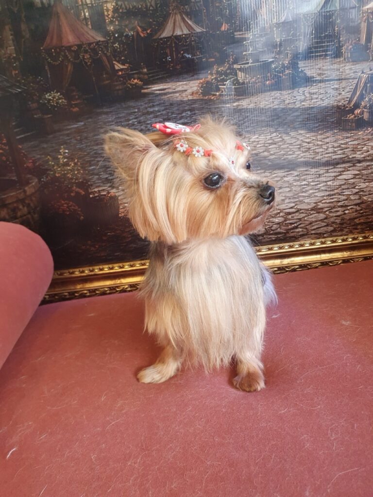 Liz na Realeza Pets, foto 5