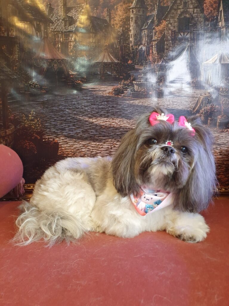 Mell na Realeza Pets, foto 11