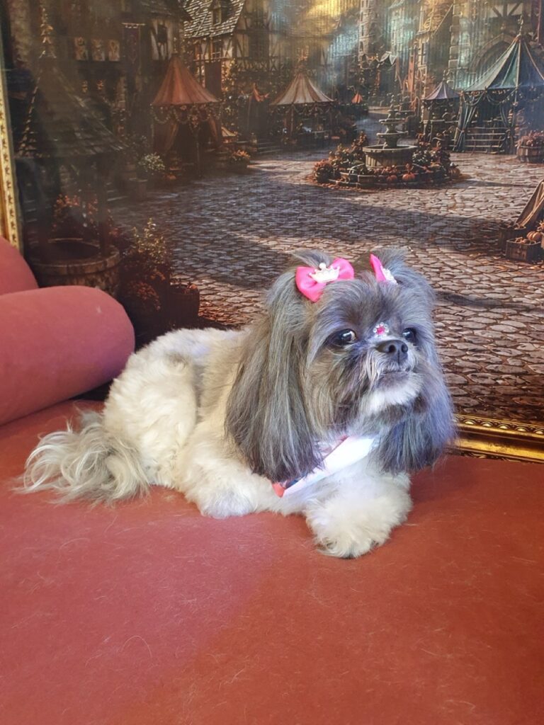 Mell na Realeza Pets, foto 10