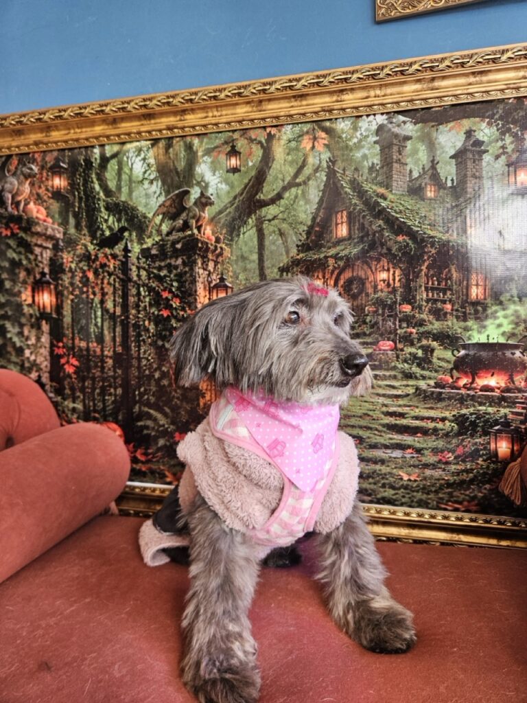 Pipoca na Realeza Pets, foto 17
