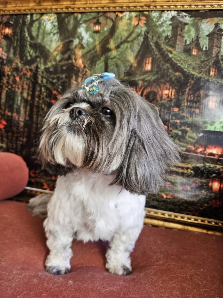 Mell, Shih Tzu atendido na Realeza Pets