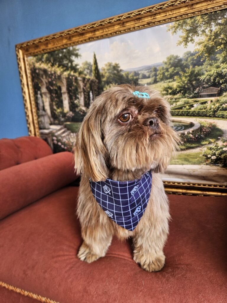 Foto de capa