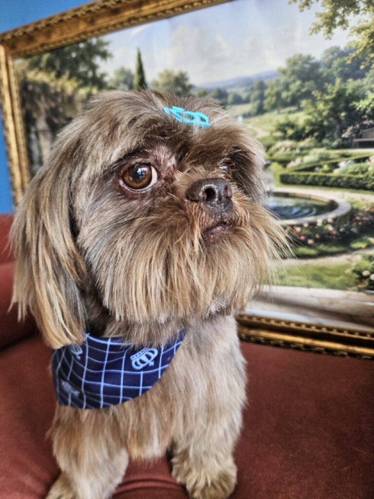 Chocolate, Shih Tzu atendido na Realeza Pets