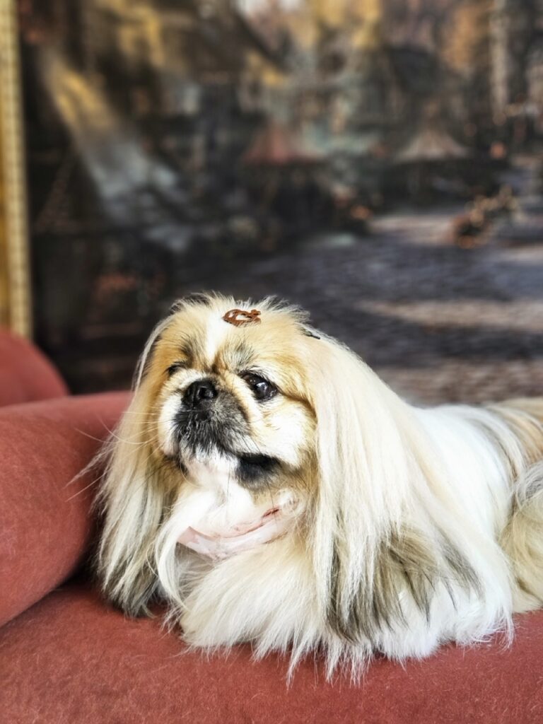 Pirulito na Realeza Pets, foto 10