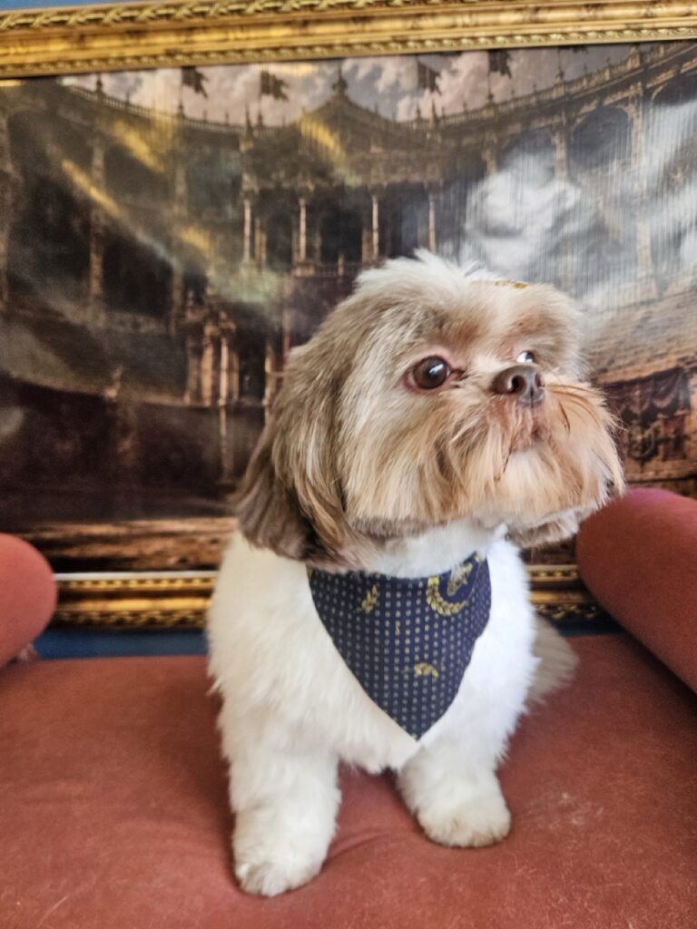Luigi, Shih Tzu atendido na Realeza Pets
