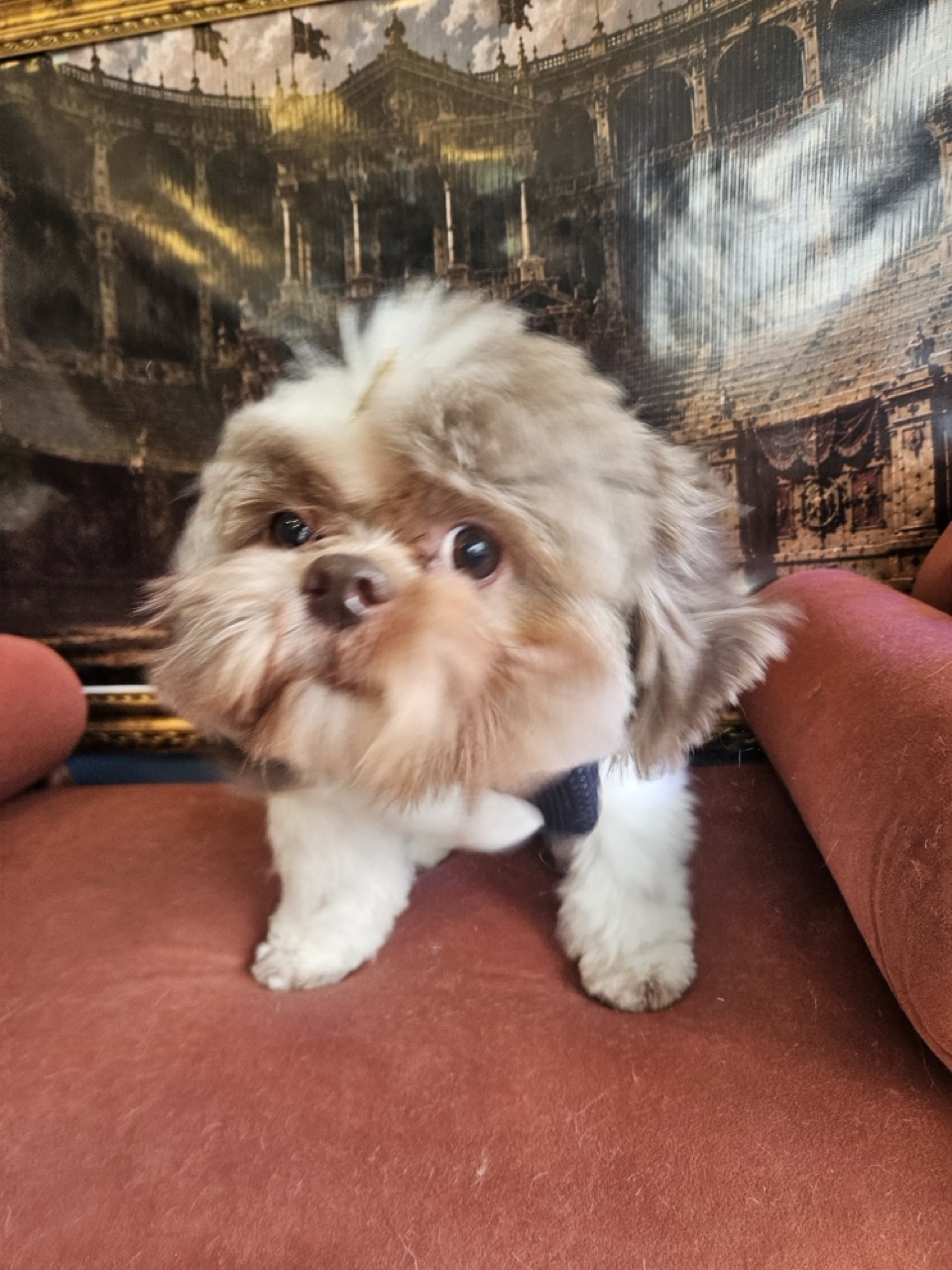 Tosa Tosa Bebê em Luigi, Shih Tzu, feita na Realeza Pets