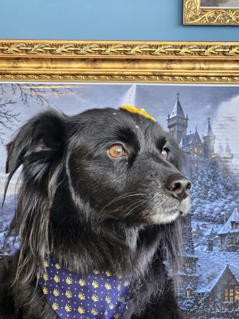 Sofia na Realeza Pets, foto 8