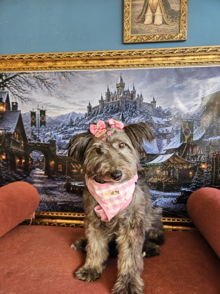 Pipoca na Realeza Pets, foto 7