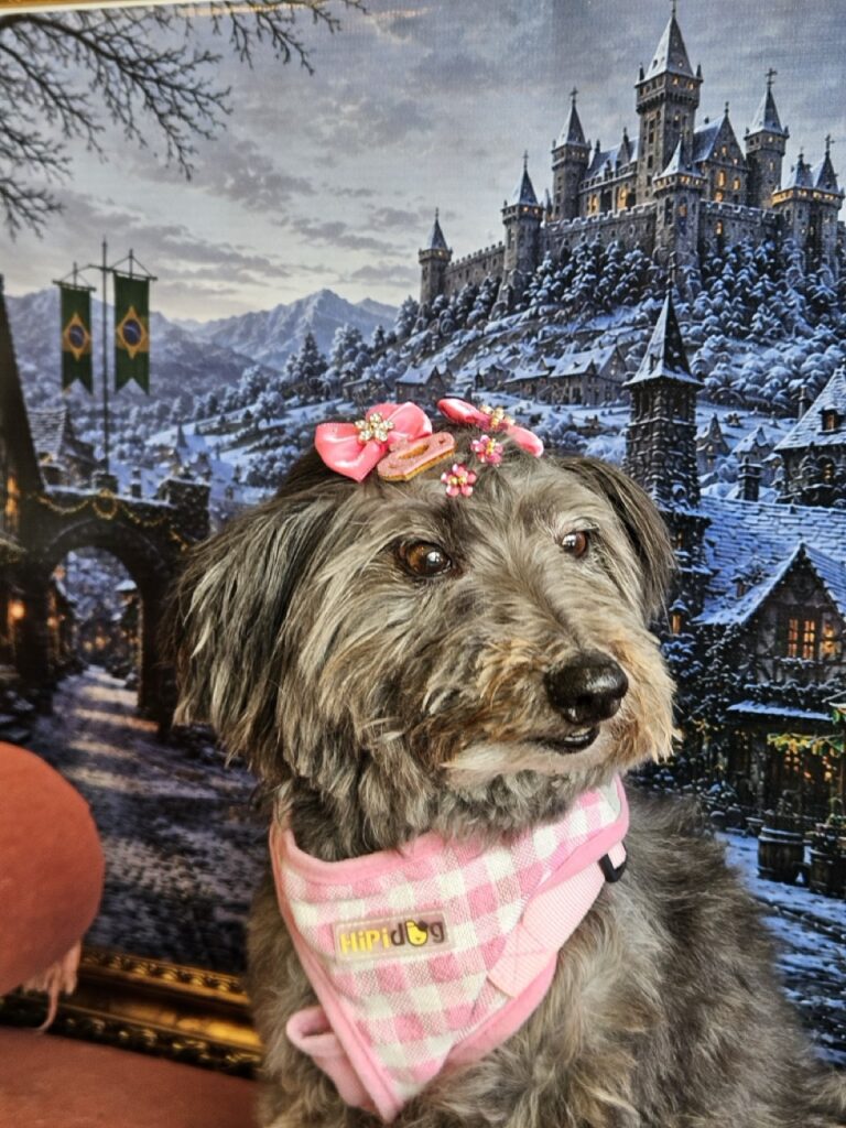 Pipoca na Realeza Pets, foto 8