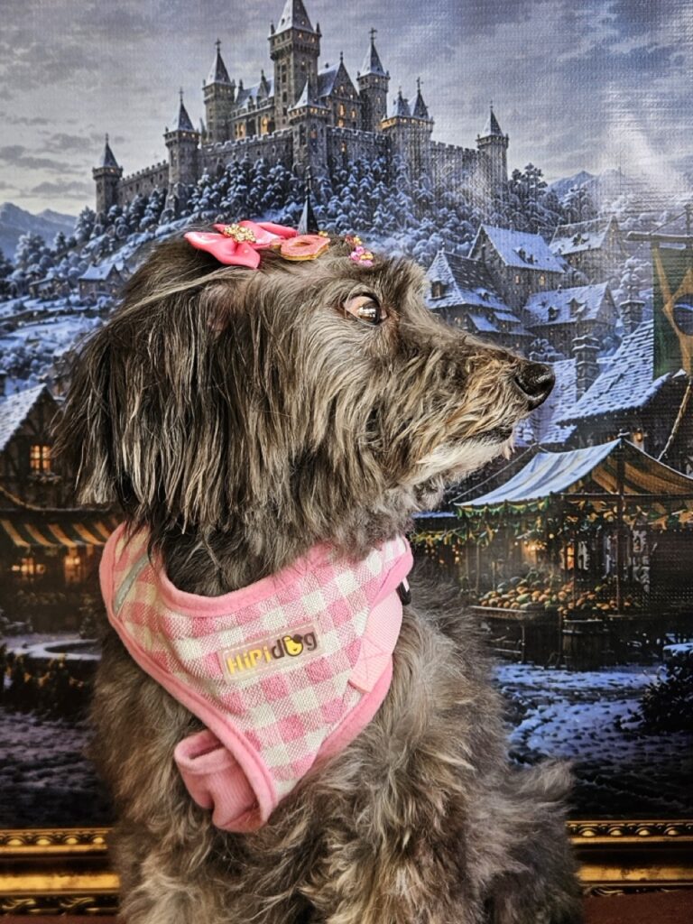 Pipoca na Realeza Pets, foto 9