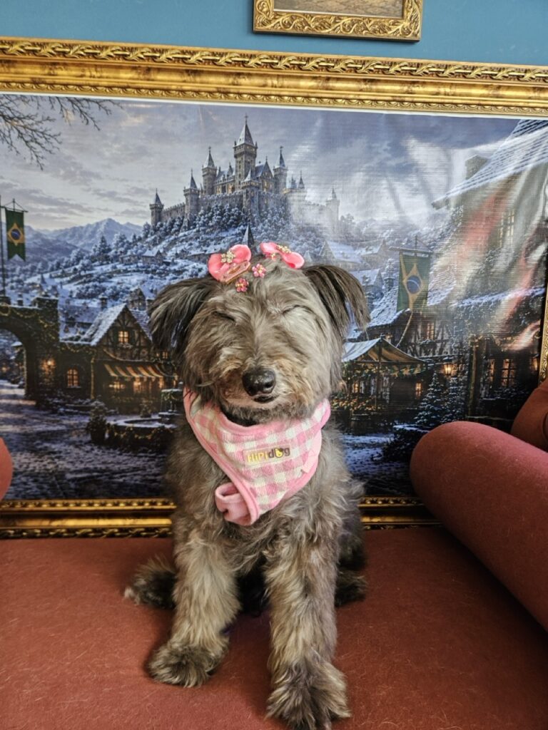 Pipoca na Realeza Pets, foto 10