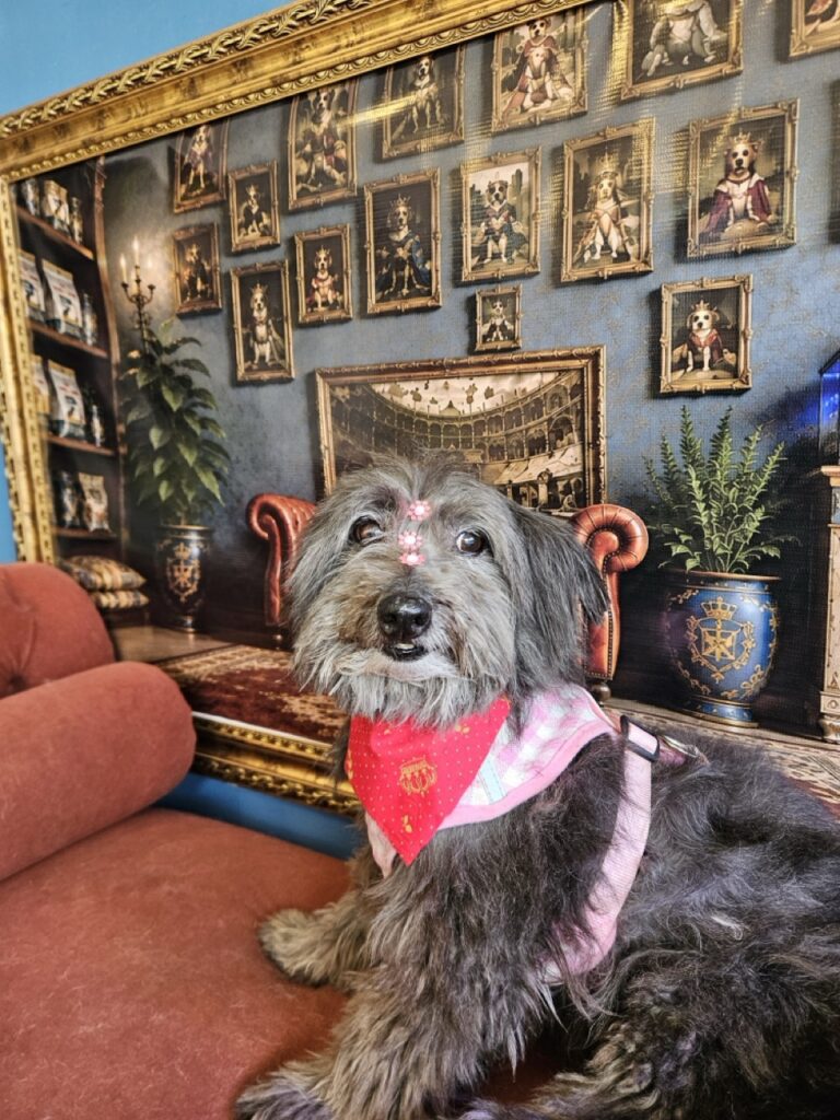 Pipoca na Realeza Pets, foto 13