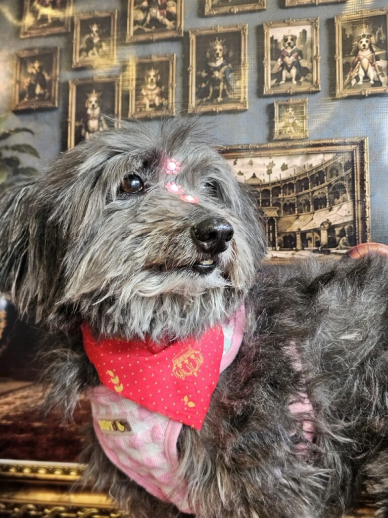 Pipoca na Realeza Pets, foto 14