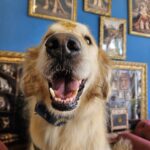 Koda