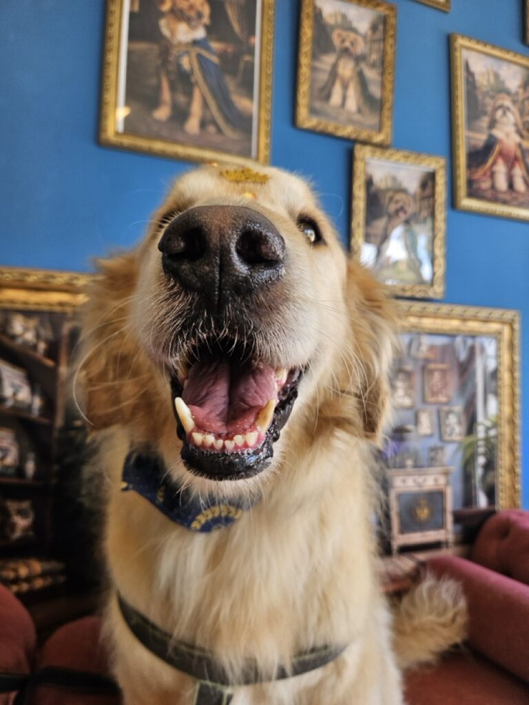 Koda, Golden Retriever atendido na Realeza Pets