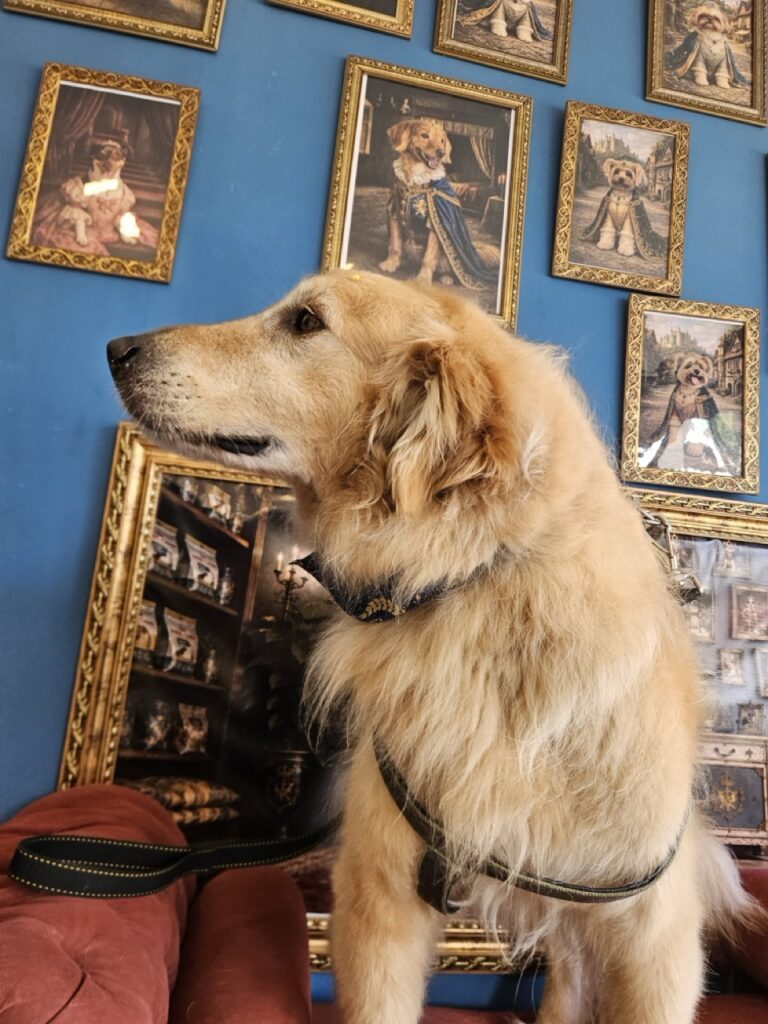 Koda na Realeza Pets, foto 14