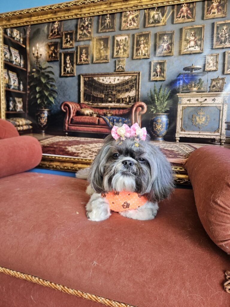 Mell na Realeza Pets, foto 42