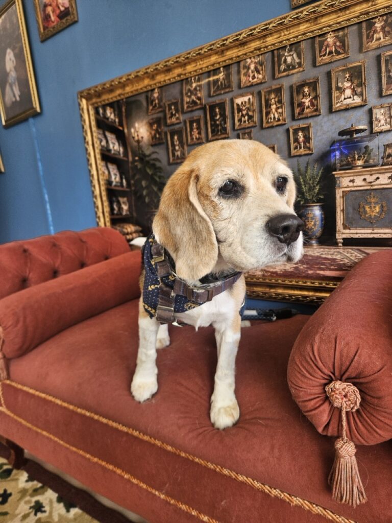 Jake, Beagle atendido na Realeza Pets