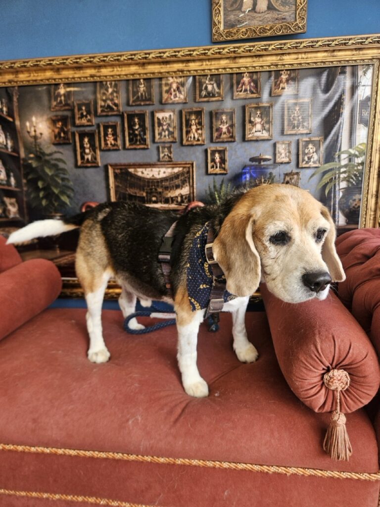 Jake na Realeza Pets, foto 10
