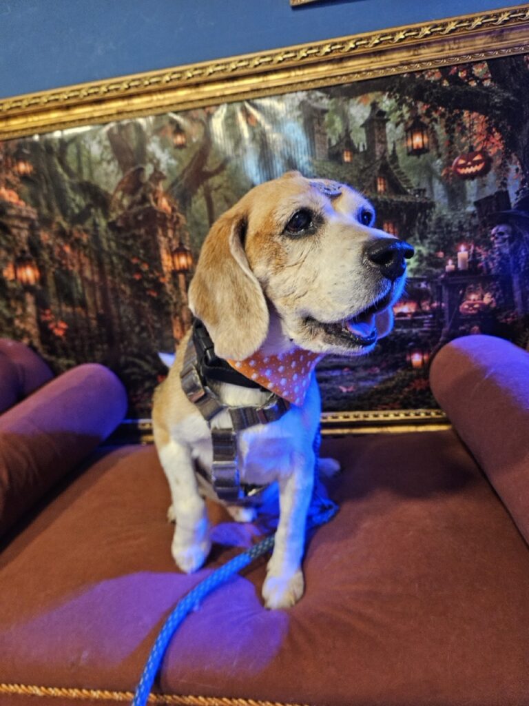 Jake na Realeza Pets, foto 11