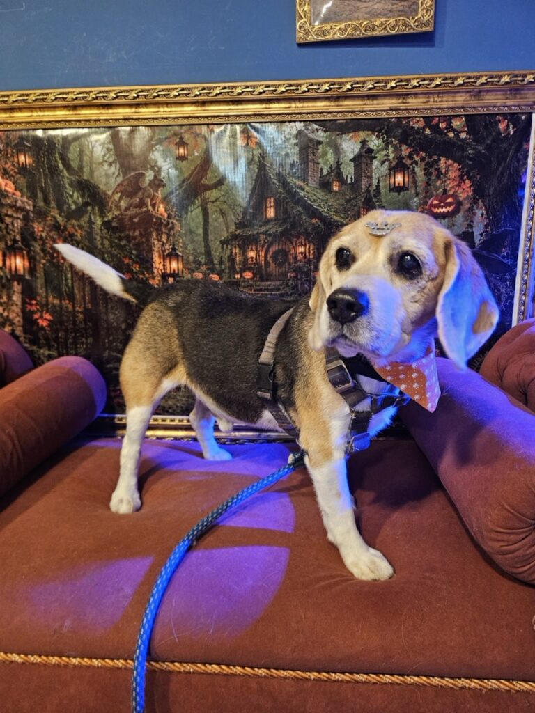 Jake na Realeza Pets, foto 12