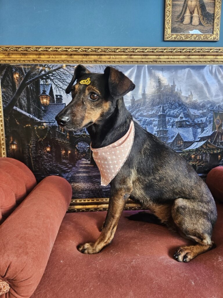 Kakau na Realeza Pets, foto 13