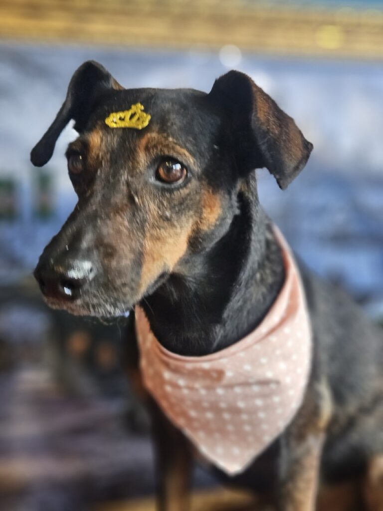 Kakau na Realeza Pets, foto 14