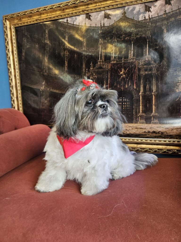 Mell na Realeza Pets, foto 34