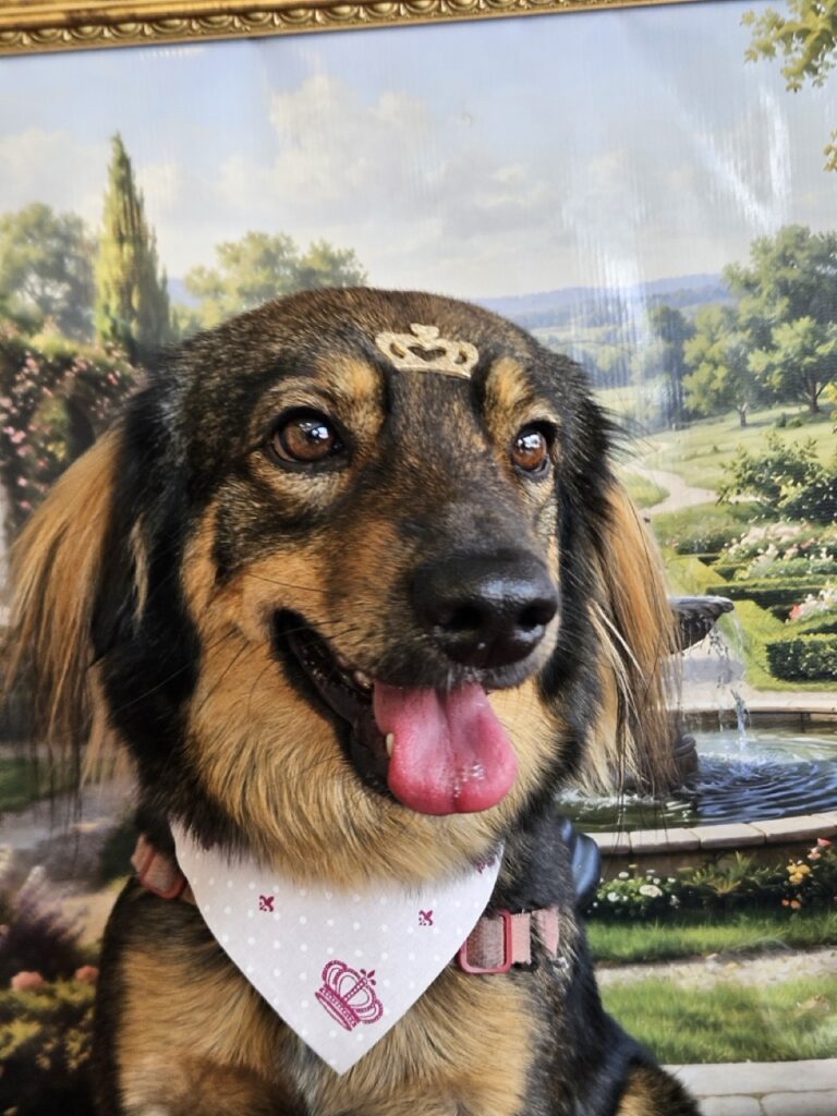 Amora, SRD atendido na Realeza Pets