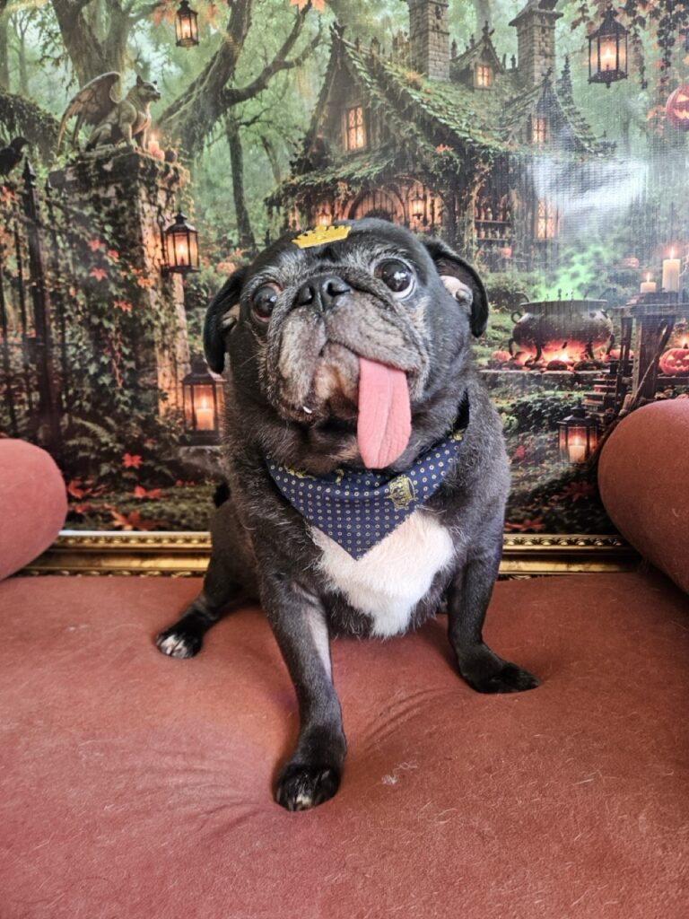 Fortuna na Realeza Pets, foto 30