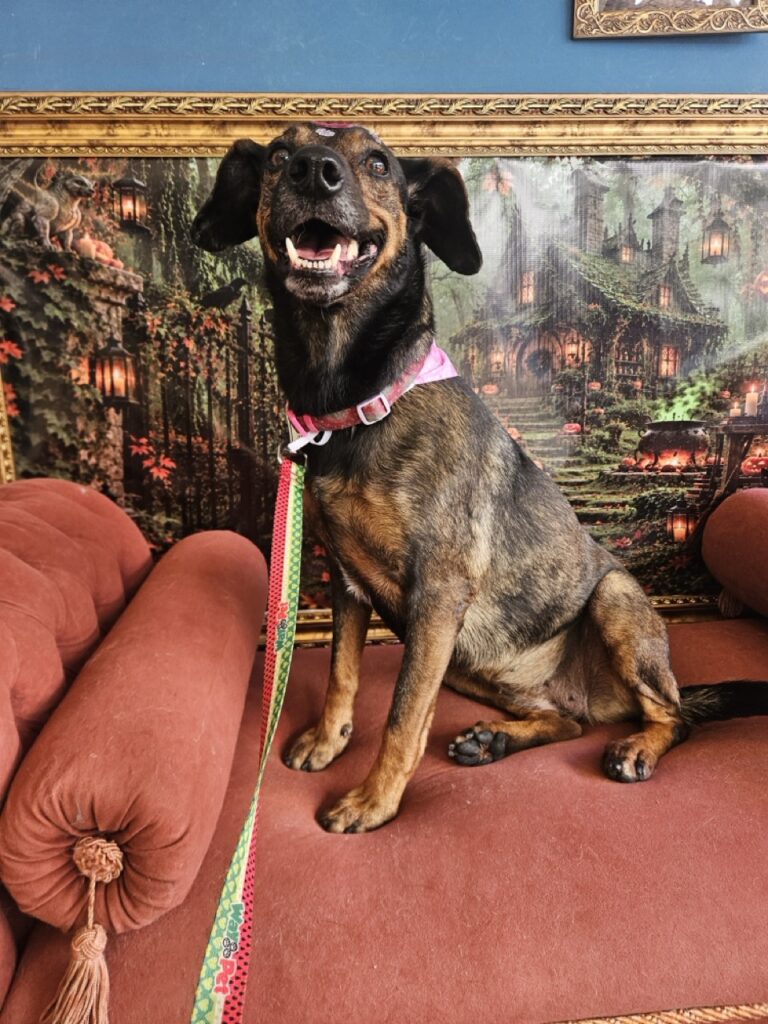 Kakau na Realeza Pets, foto 29