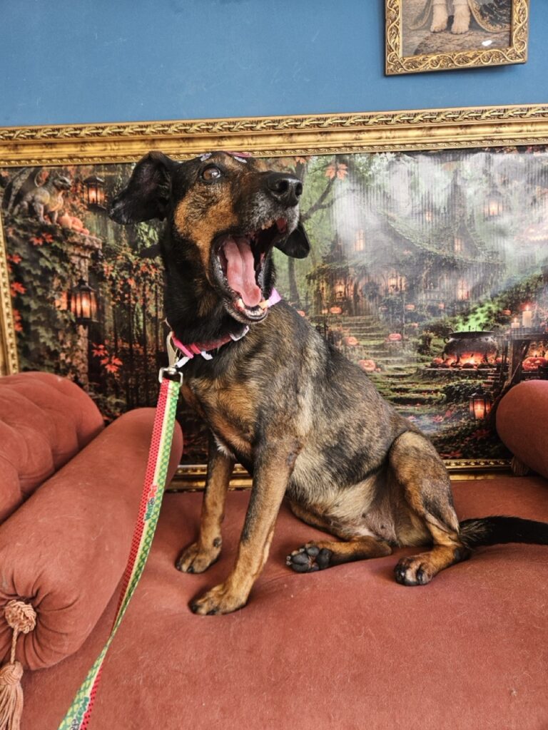 Kakau na Realeza Pets, foto 31