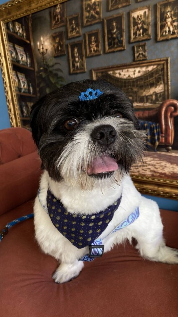 Frederico, Shih Tzu atendido na Realeza Pets