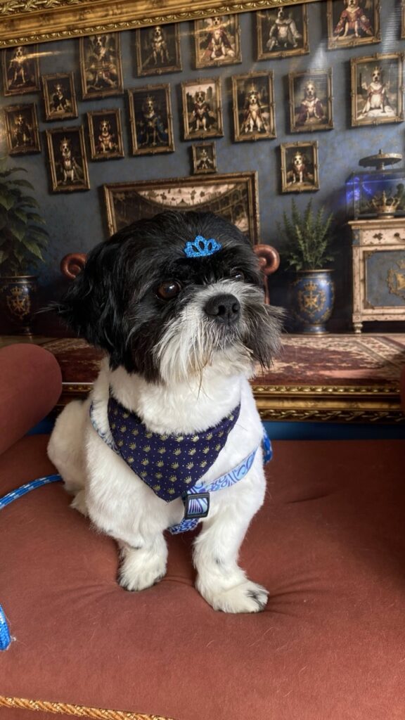 Frederico na Realeza Pets, foto 16