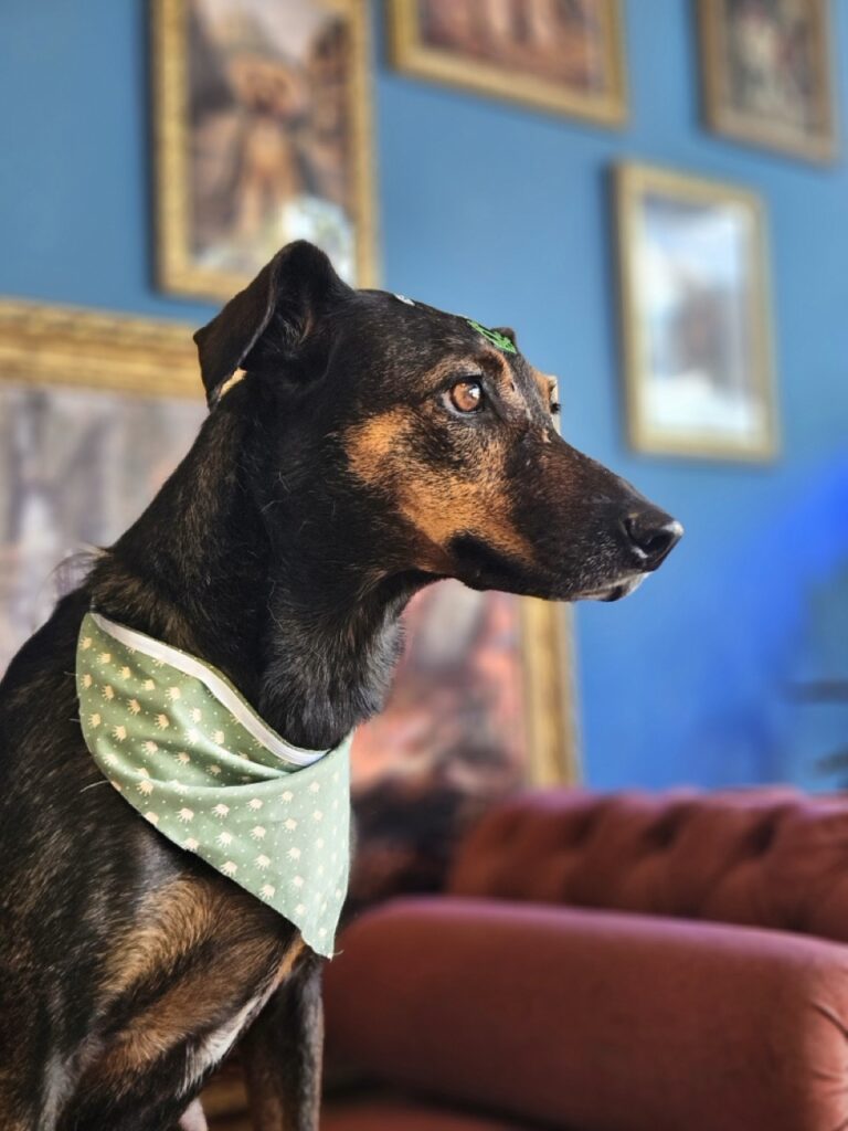 Kakau na Realeza Pets, foto 9