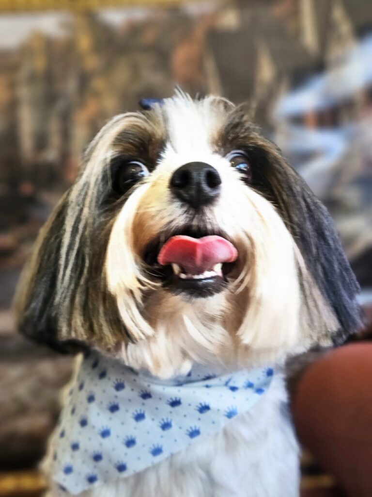Angus, Biewer atendido na Realeza Pets