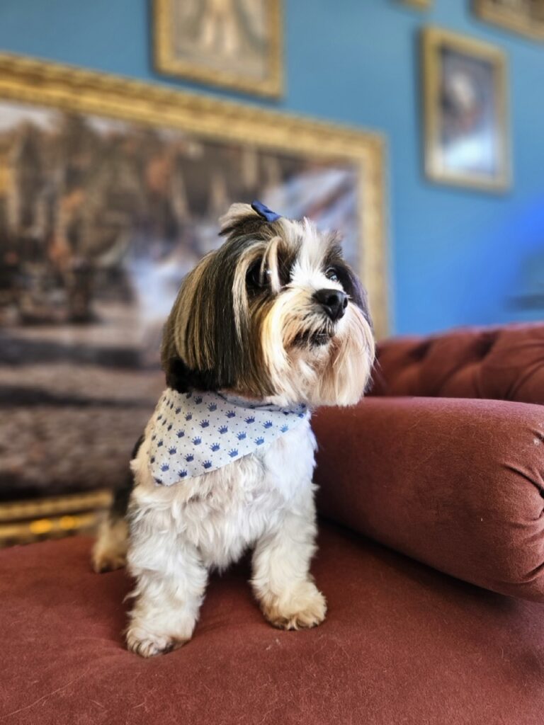 Angus na Realeza Pets, foto 6