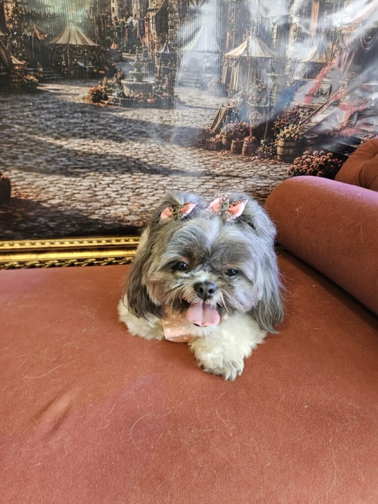 Mell na Realeza Pets, foto 12