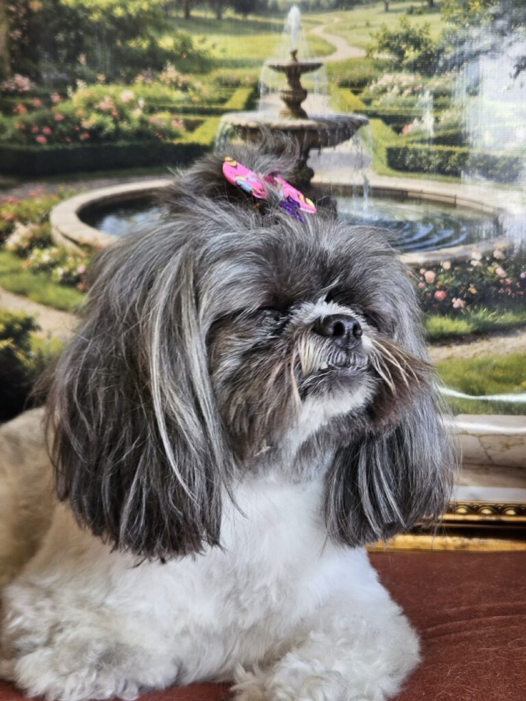 Mell na Realeza Pets, foto 5