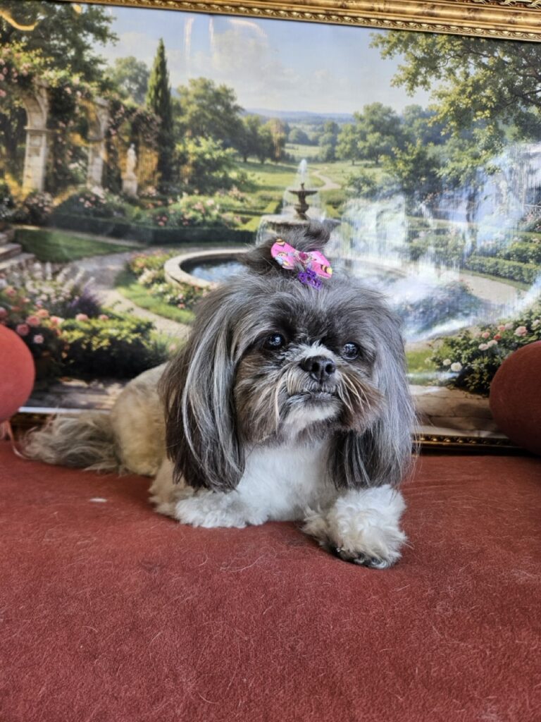 Mell na Realeza Pets, foto 6