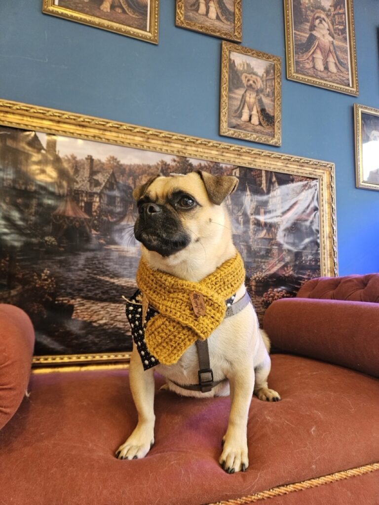 Chico na Realeza Pets, foto 6