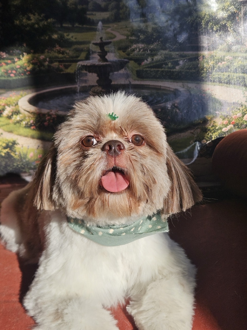 Tosa Tosa Bebê em Luigi, Shih Tzu, feita na Realeza Pets