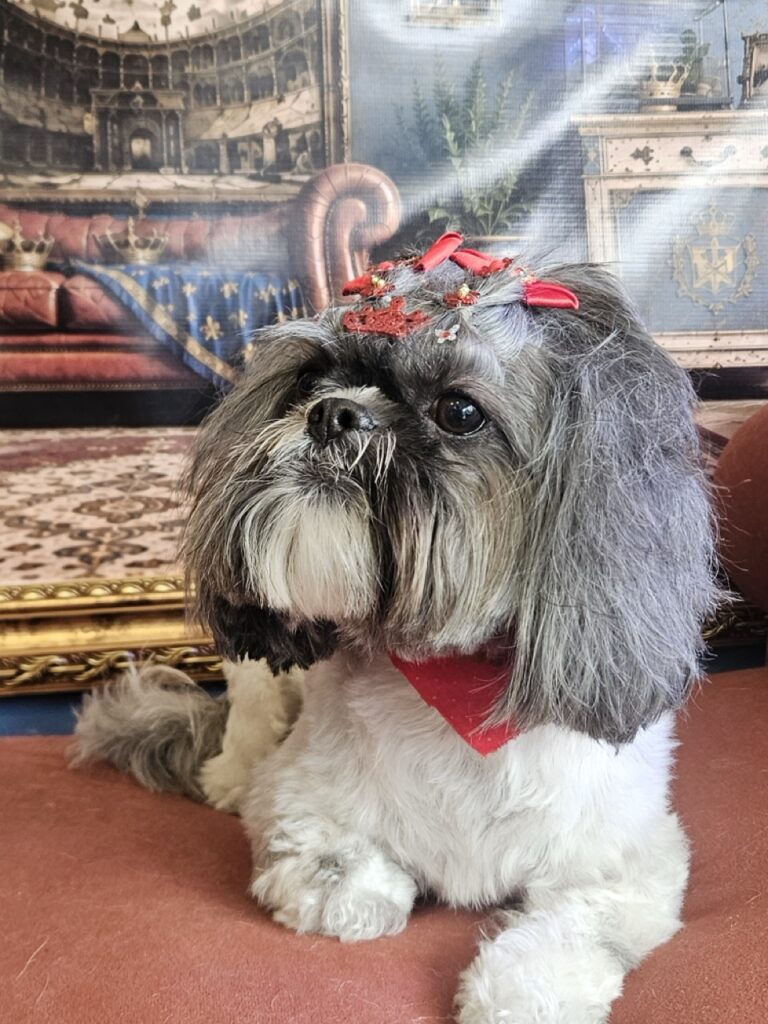 Mell na Realeza Pets, foto 43