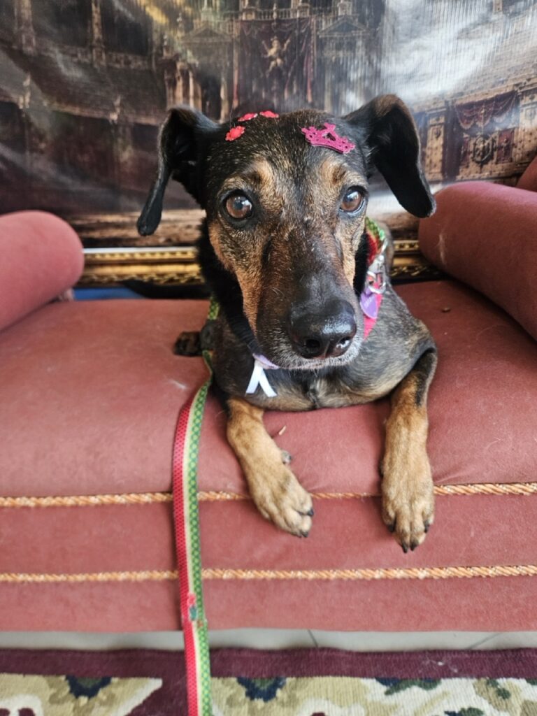 Kakau na Realeza Pets, foto 22